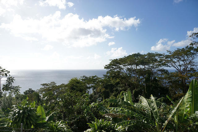 Cocoa, Gouyave, St.John