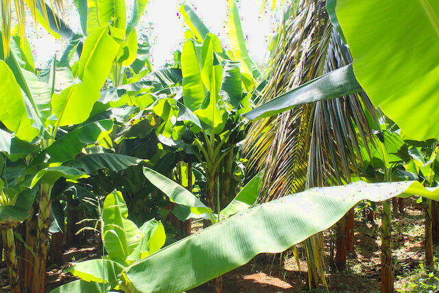 Mirabeau Lot Mirabeau, Mirabeau, St.Andrew