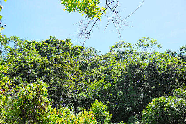 Snell Hall Lot Belvedere, Belvidere, St.Andrew