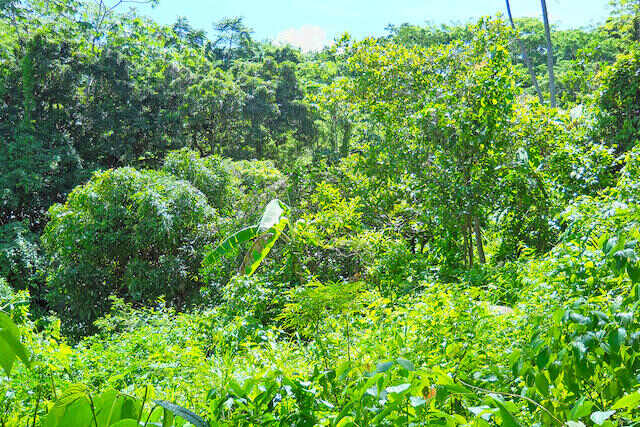 Snell Hall Lot Belvedere, Belvidere, St.Andrew