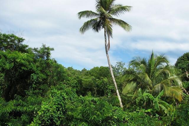 Madigras Heights Madigras, Mardigras, St.David